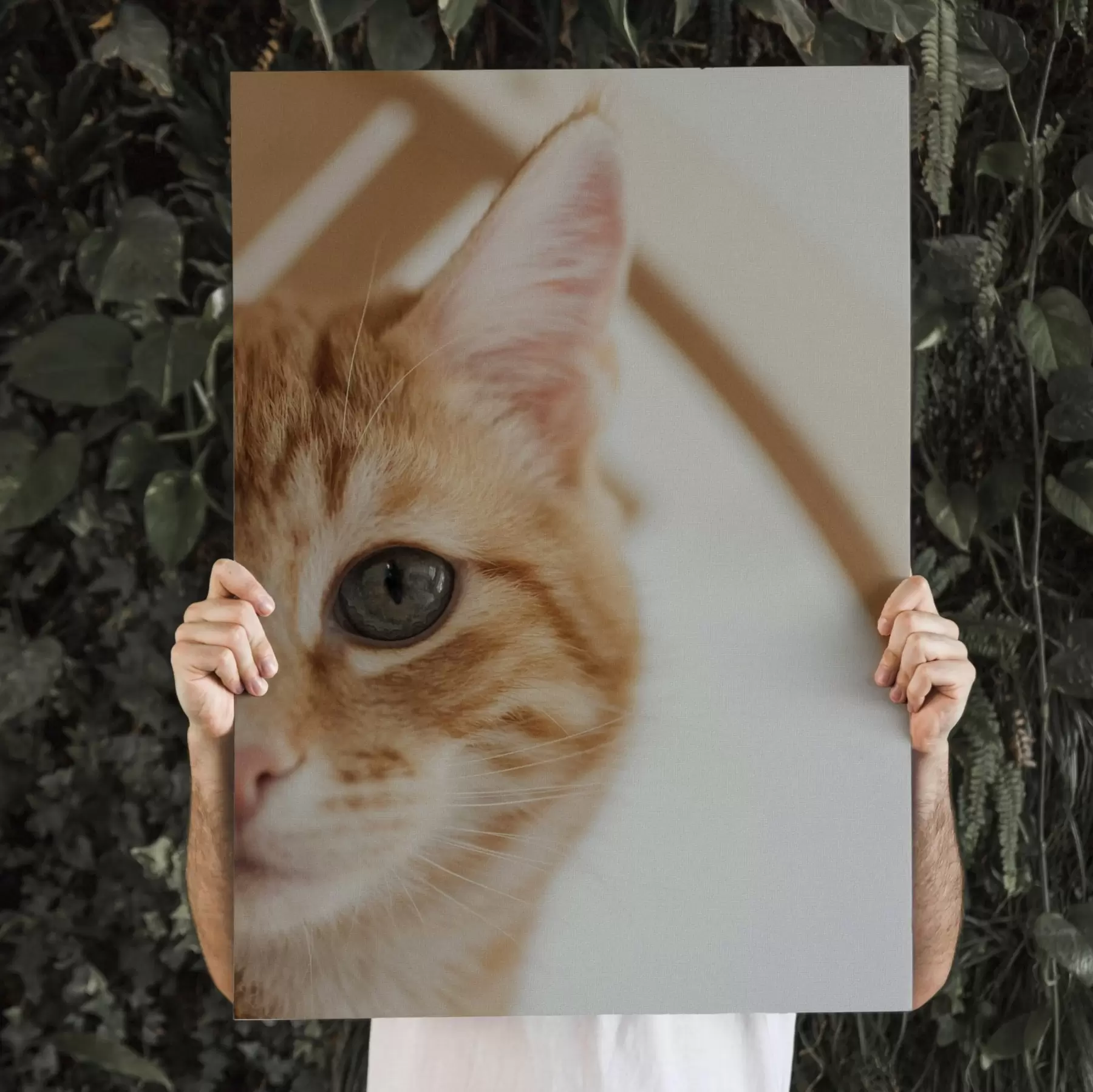 Картина Фотографія вашої кішки на полотні s47220